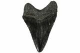 Serrated, Juvenile Megalodon Tooth - South Carolina #310499-1